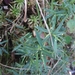 Coastal Plain Witchgrass - Photo (c) Will McFarland, some rights reserved (CC BY), uploaded by Will McFarland