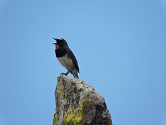 Calliope pectoralis