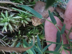 Dichanthelium longiligulatum