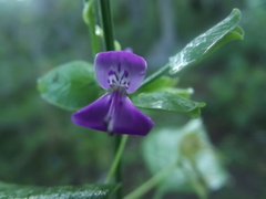 Dicliptera resupinata