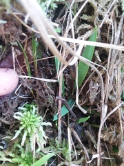 Dichanthelium longiligulatum