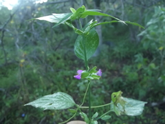 Dicliptera resupinata