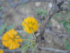 Vachellia pacensis