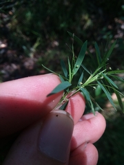 Dichanthelium longiligulatum