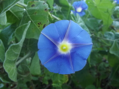 Ipomoea parasitica