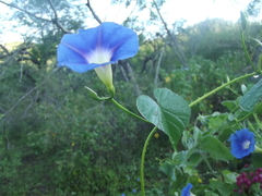 Ipomoea parasitica