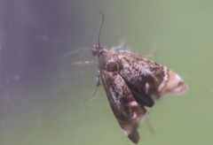 Prochoreutis inflatella