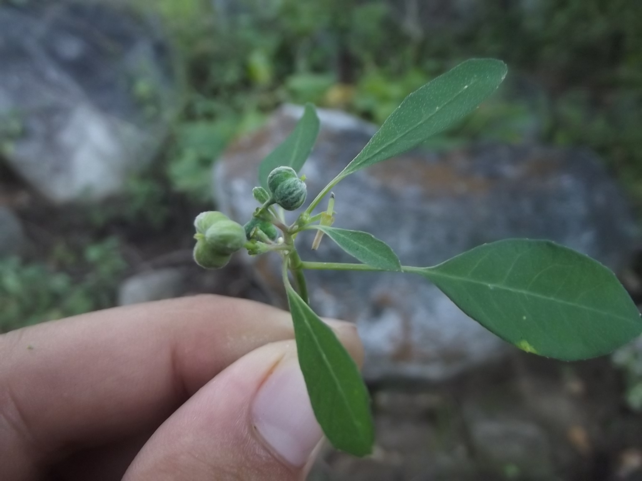 Euphorbia chersonesa