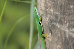 Phelsuma quadriocellata