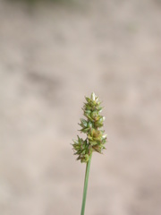 Carex muehlenbergii