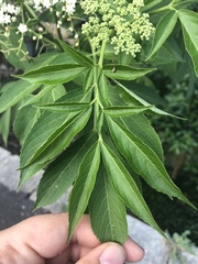 Sambucus nigra