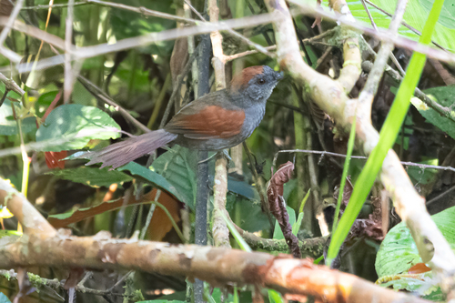 Dusky Spinetail (Synallaxis moesta), photo 3