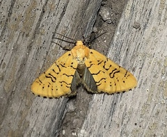 Chrysoecia atrolinea
