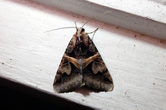 Drasteria grandirena