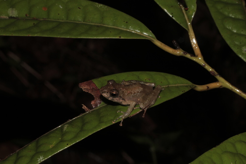 Boulenger's Frog, Gephyromantis boulengeri
