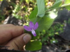 Justicia austrocapensis