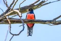 Trogon curucui