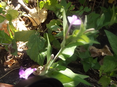 Justicia austrocapensis