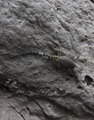 Sceloporus oberon