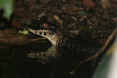 Melanosuchus niger
