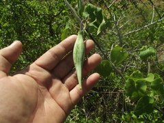 Polystemma cordifolium