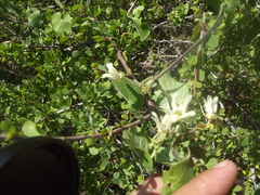 Polystemma cordifolium