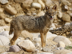 Canis aureus indicus