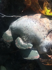 Pseudoinonotus dryadeus