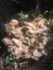 Pseudoinonotus dryadeus