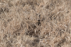 Eremopterix leucopareia