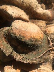 Pseudoinonotus dryadeus