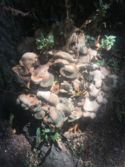 Pseudoinonotus dryadeus