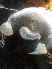 Pseudoinonotus dryadeus