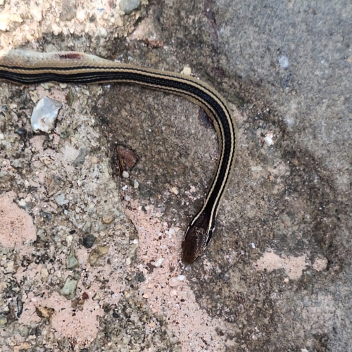 Pine-Oak Snake, Rhadinaea taeniata