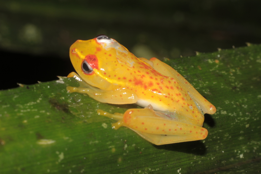 Central Bright-Eyed Frog