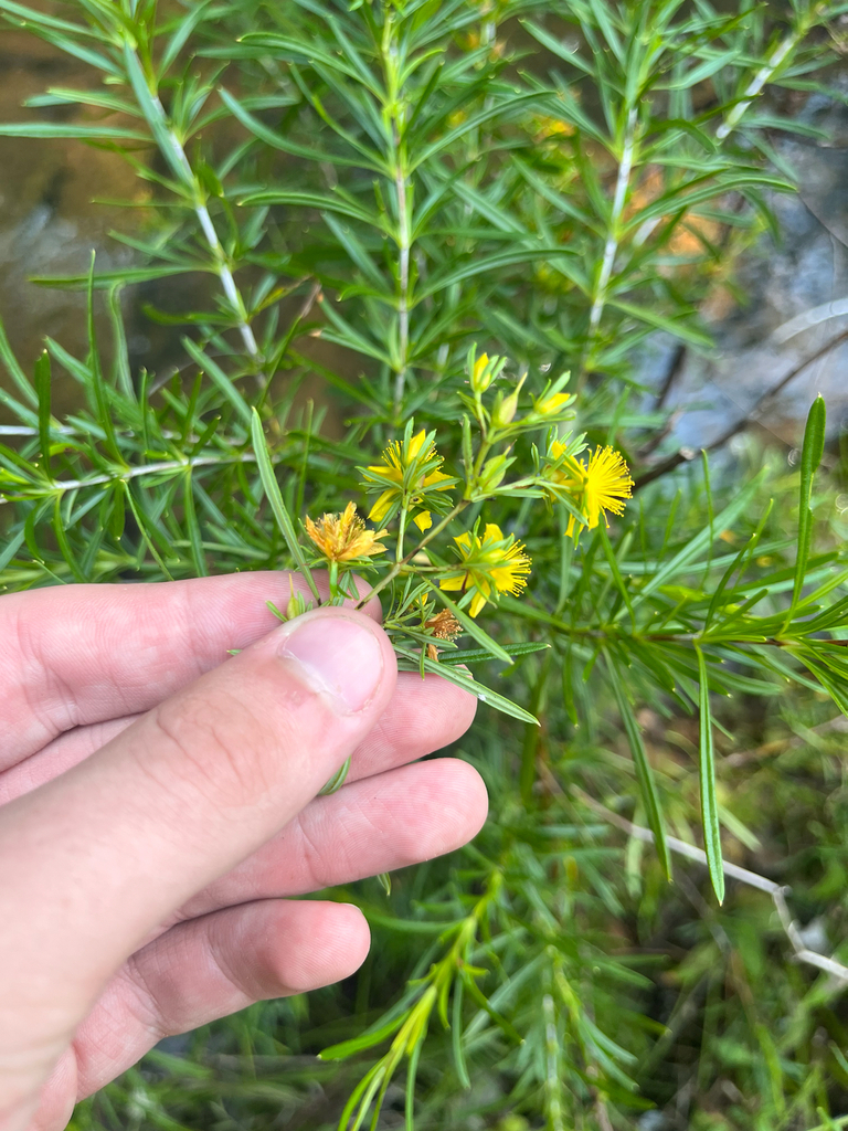 Bushy St. Johnswort (Hypericum densiflorum)