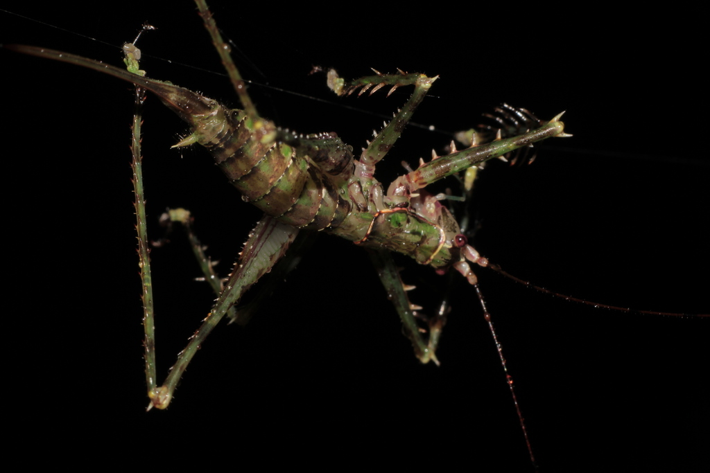 Poecilomerus