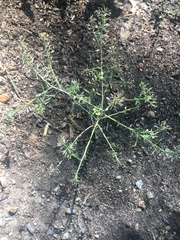 Lepidium densiflorum
