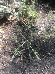 Lepidium densiflorum