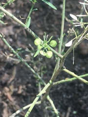 Lepidium densiflorum