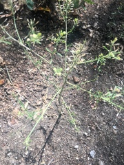 Lepidium densiflorum