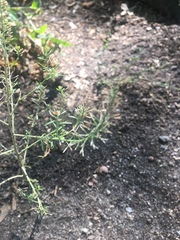 Lepidium densiflorum