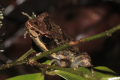 Mantidactylus