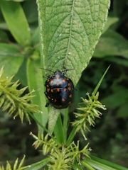 Pachycoris