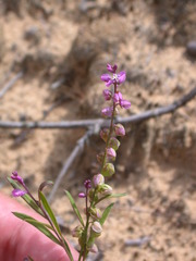 Polygala polygama