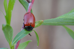 Chrysomela saliceti