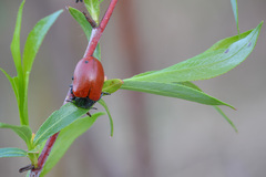 Chrysomela saliceti