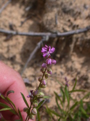 Polygala polygama