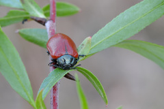 Chrysomela saliceti