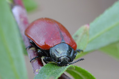 Chrysomela saliceti